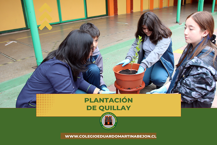plantacion de quillay